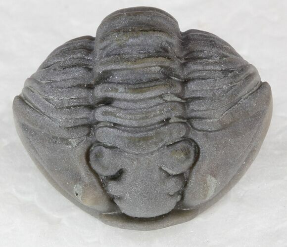 Enrolled Flexicalymene Trilobite - Ohio #33936